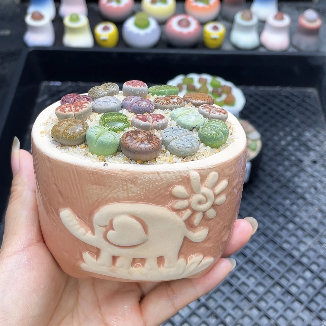w9905盆微瑕 带盆土发货一物一拍