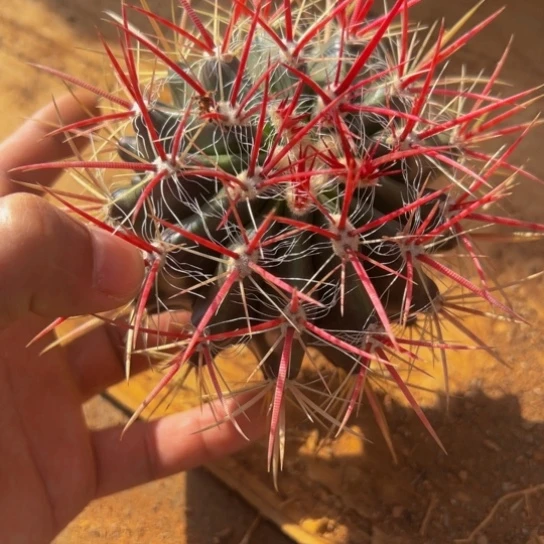 过*瘾6311带须精品红虎