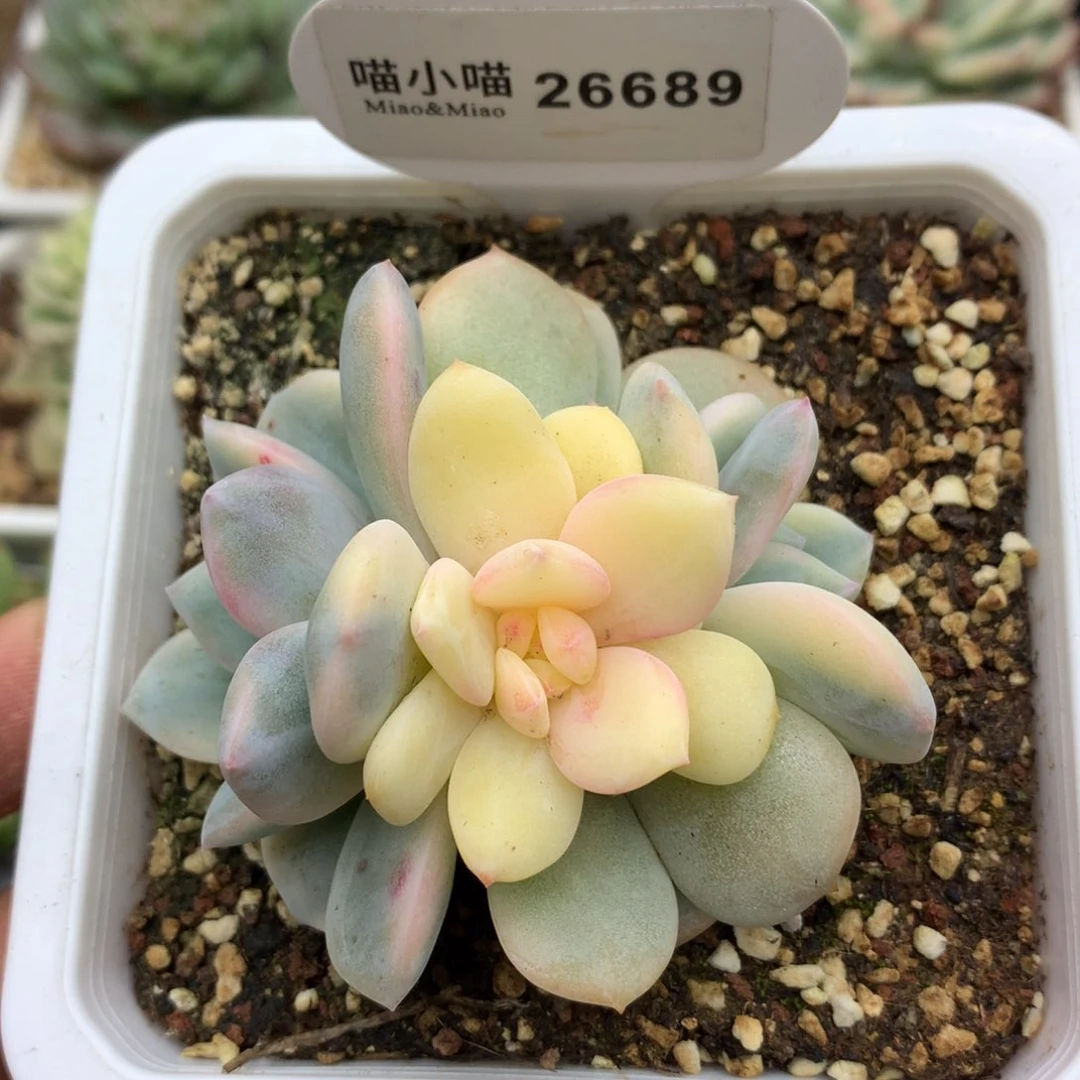 多肉植物梦露锦后