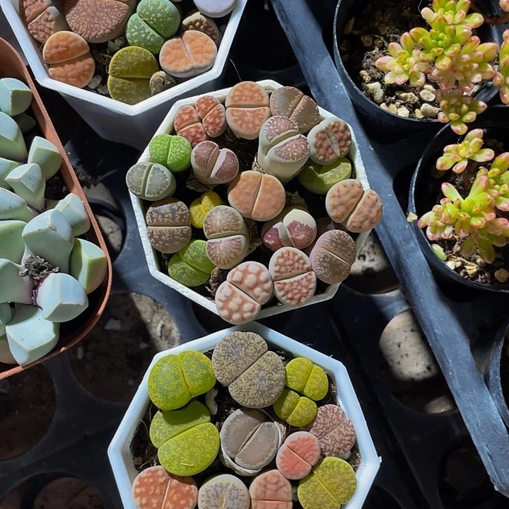 八角盆菜拼生石花带盆土发