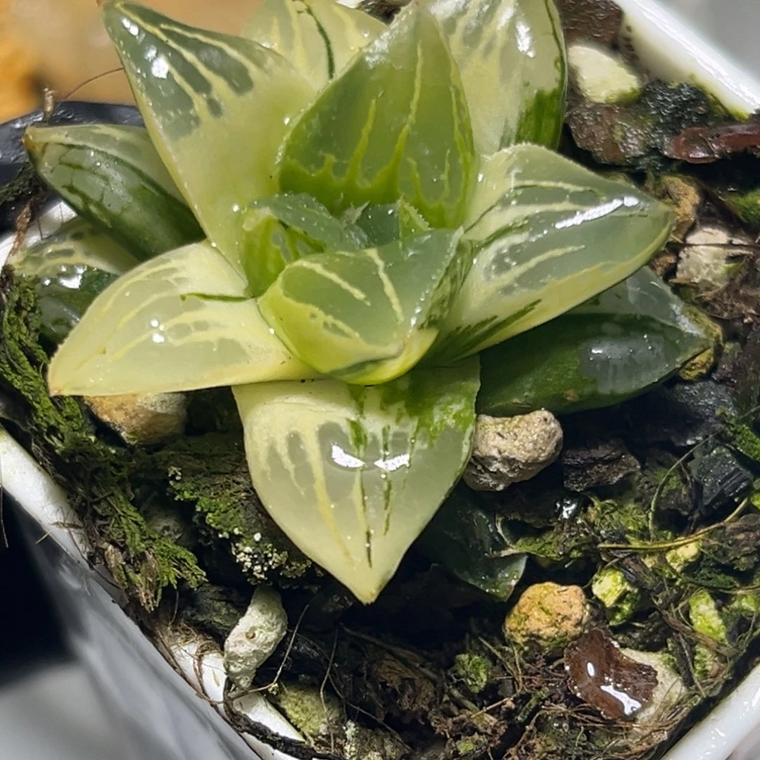 恭喜发财大吉大利1020