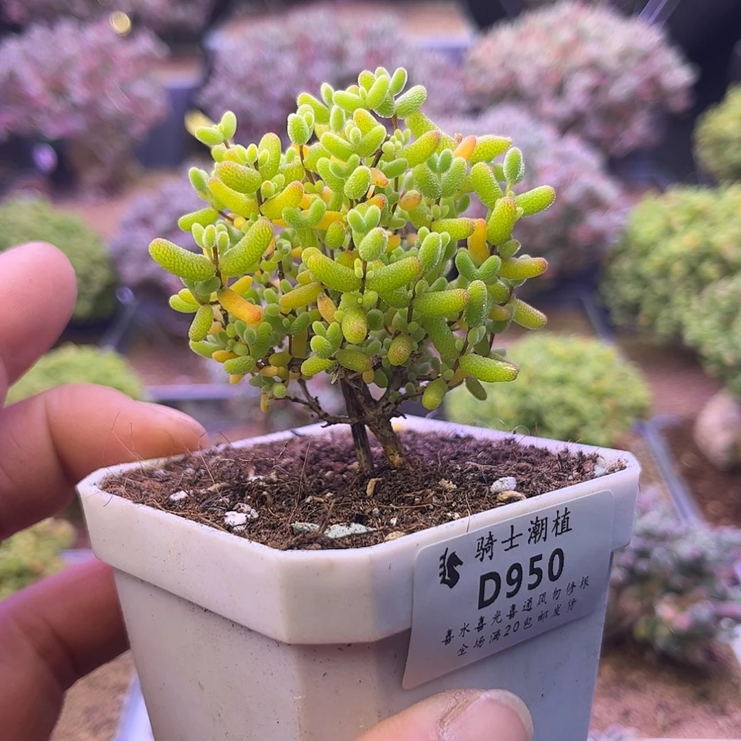 950蜜橘糖球枝干番杏