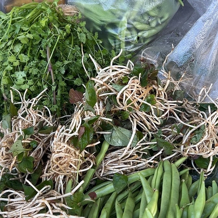 云南老品种折耳根10把