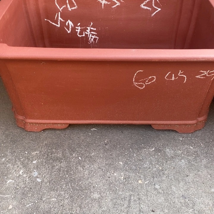 香***n紫砂花盆小黄鸡头像