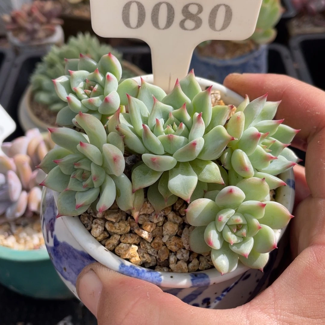 0080蓝眼不带盆9厘米