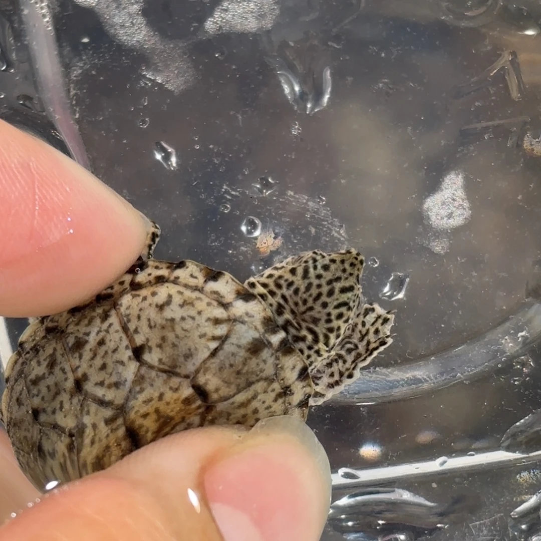 宠物龟不分公母鼎级超粗满文黑刀