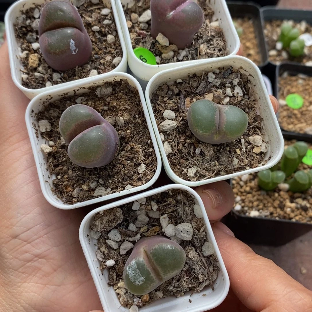 5***7安格尼斯5颗带盆6