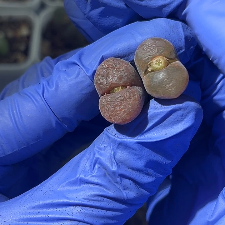 脱土发，满28包邮。两颗蛋糕风铃09