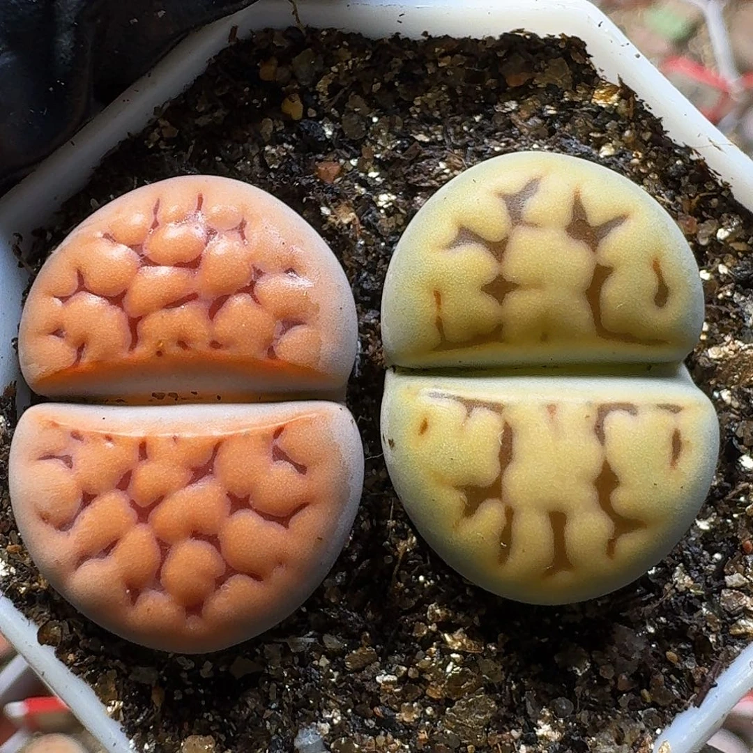 生石花11111。  183