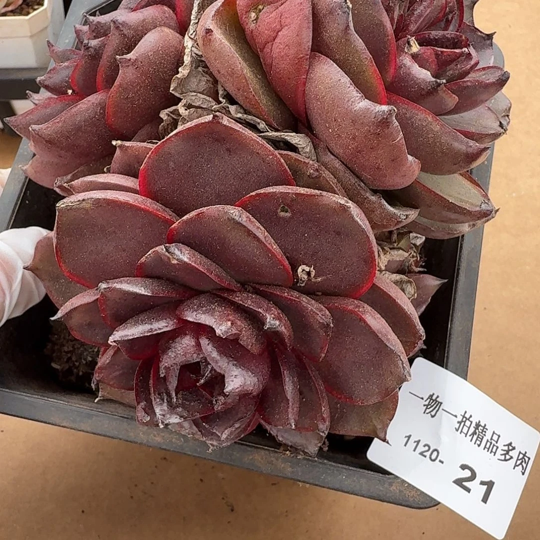 1120-21多肉一物一拍