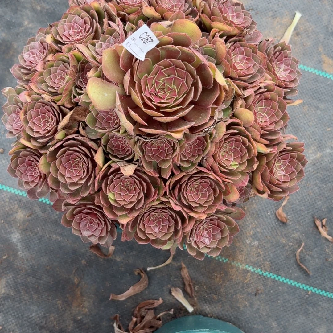 晶***晶267红魔多肉植物676494种