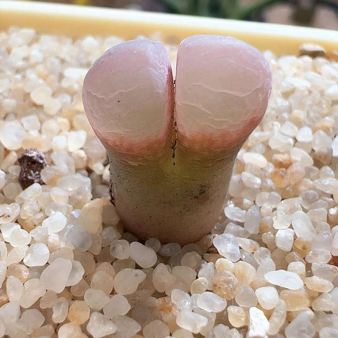 244。青蛙种源春见风铃