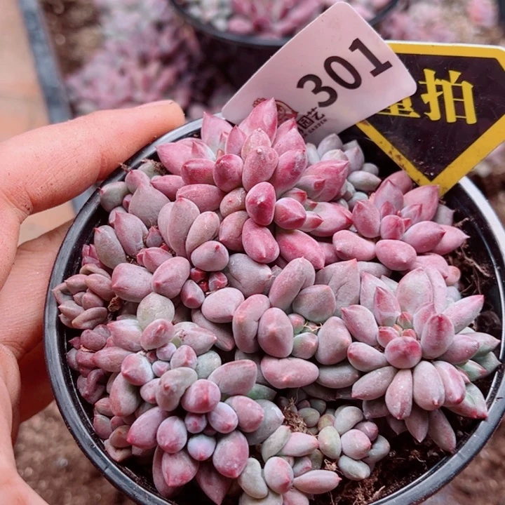 多肉植物多肉植物