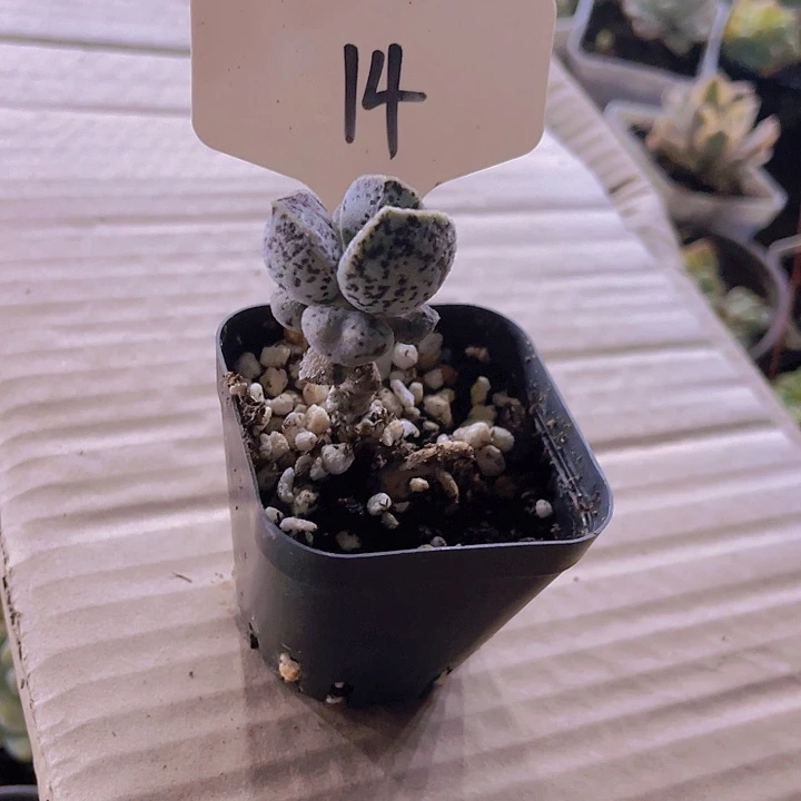 精品小老桩海豹14号