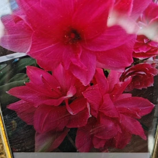 完全开放糖果仙女8厘米