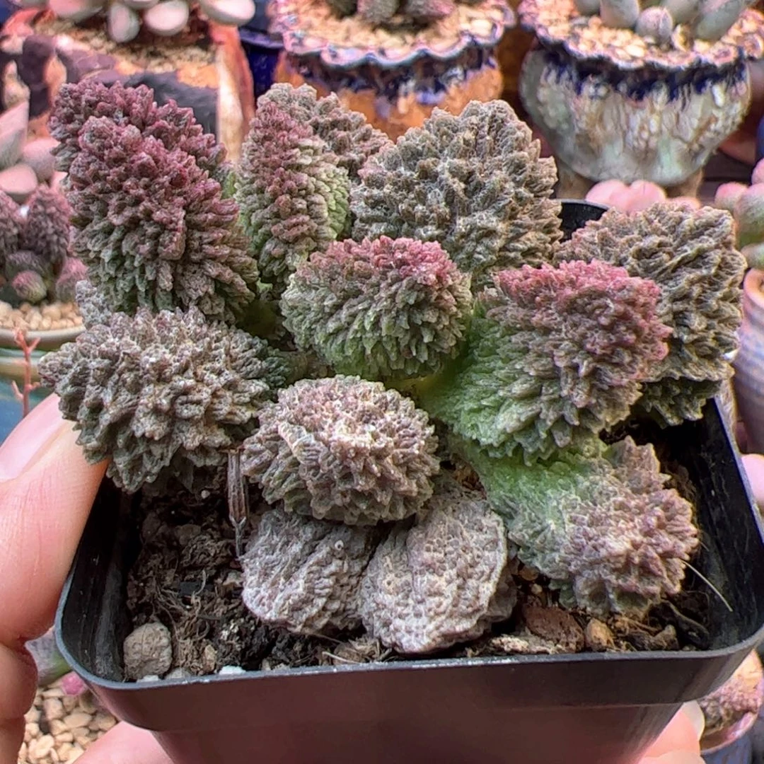 朱紫玉。