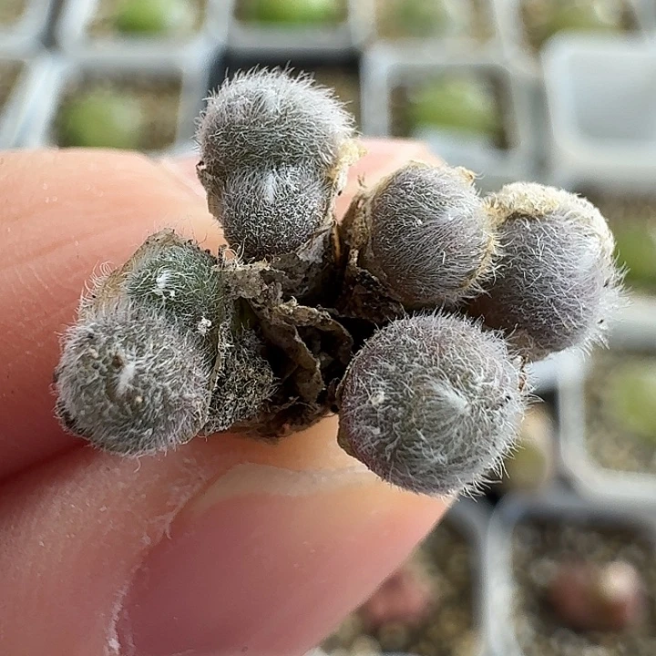 老马生石花毛球1411
