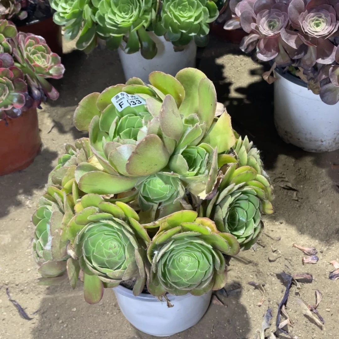 033万圣节多肉法师断枝不包