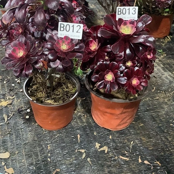 小*头香美012013。