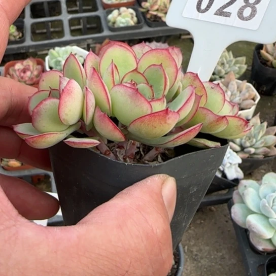 28牡丹亭多肉植物多