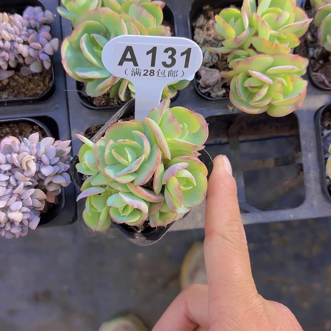 A131碧桃一物一拍