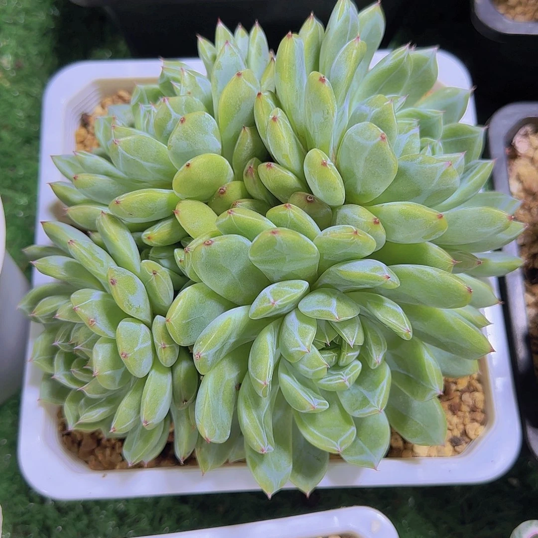 用***701-57雪花珍妮群生