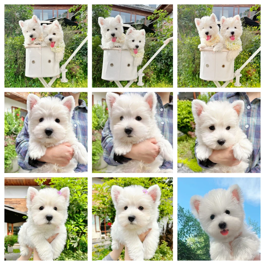 成都伴屿西高地活体狗狗