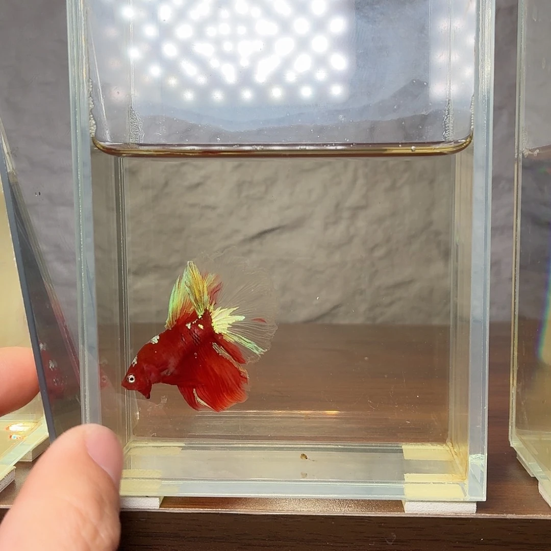 斗鱼彩金半月公鱼