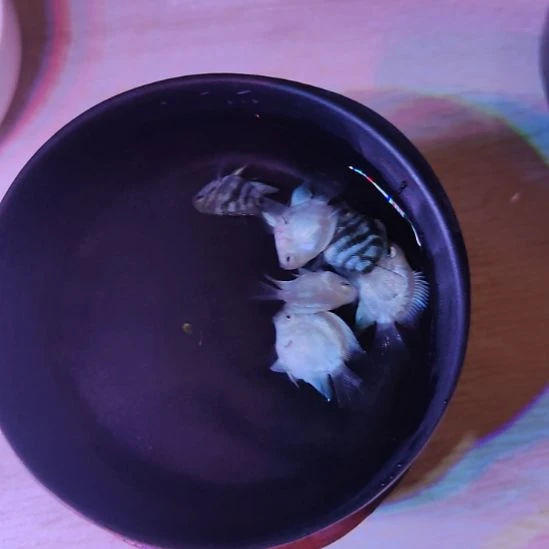 短鲷鱼桃心迷你鹦鹉2个月鱼苗