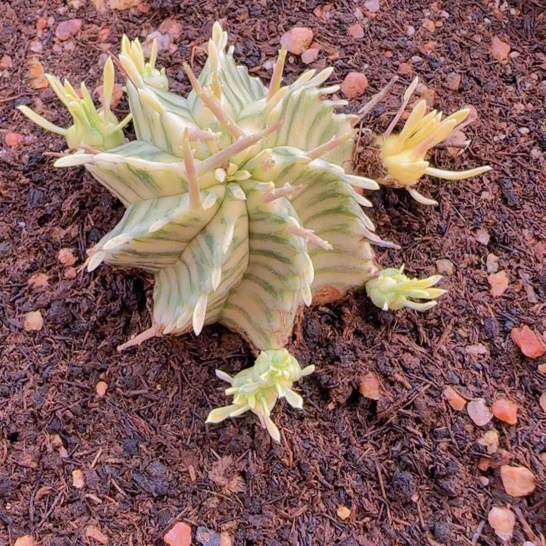 升***.块根植物块根植物