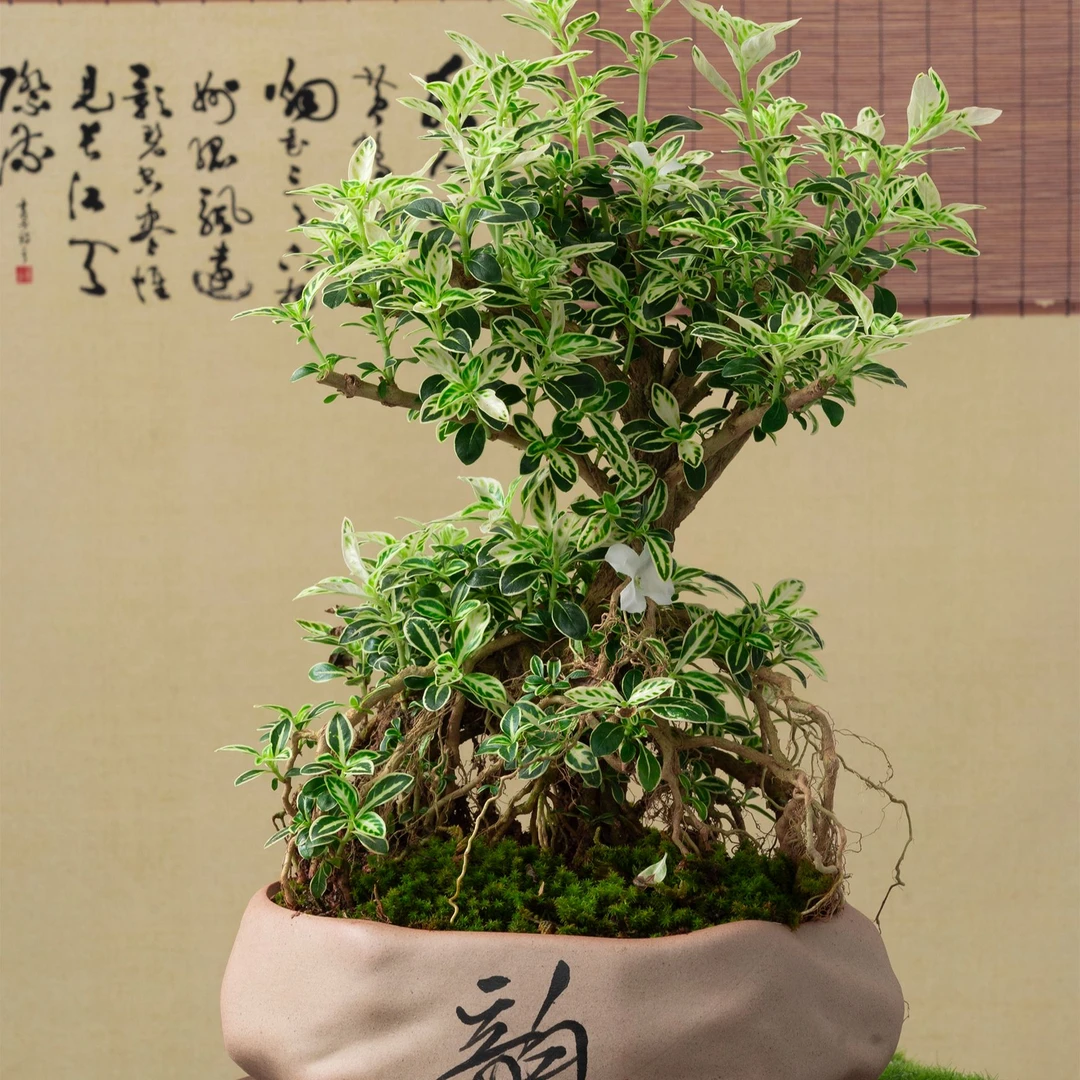 老桩提根金边六月雪高端室内绿植盆栽