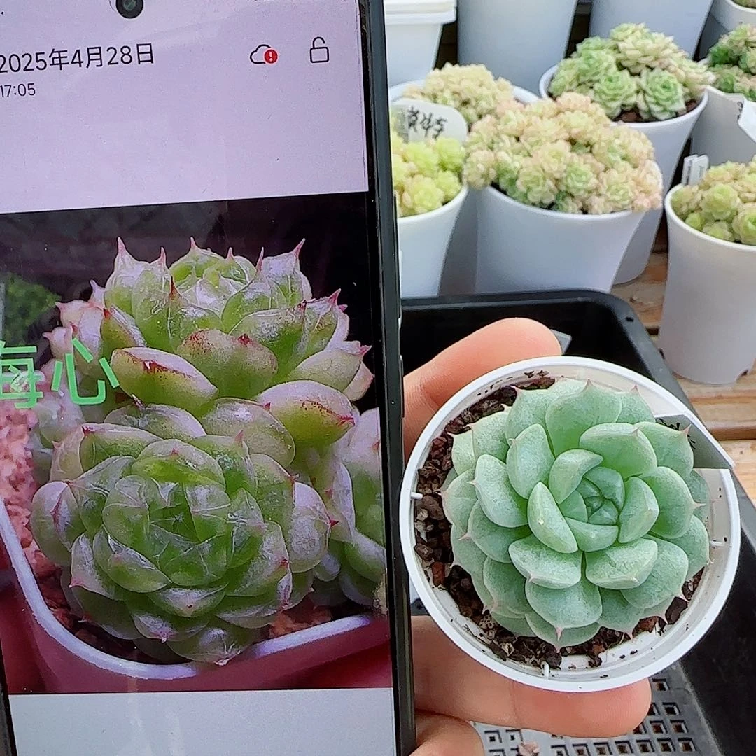 【闪购商品】0613-31（海心）
