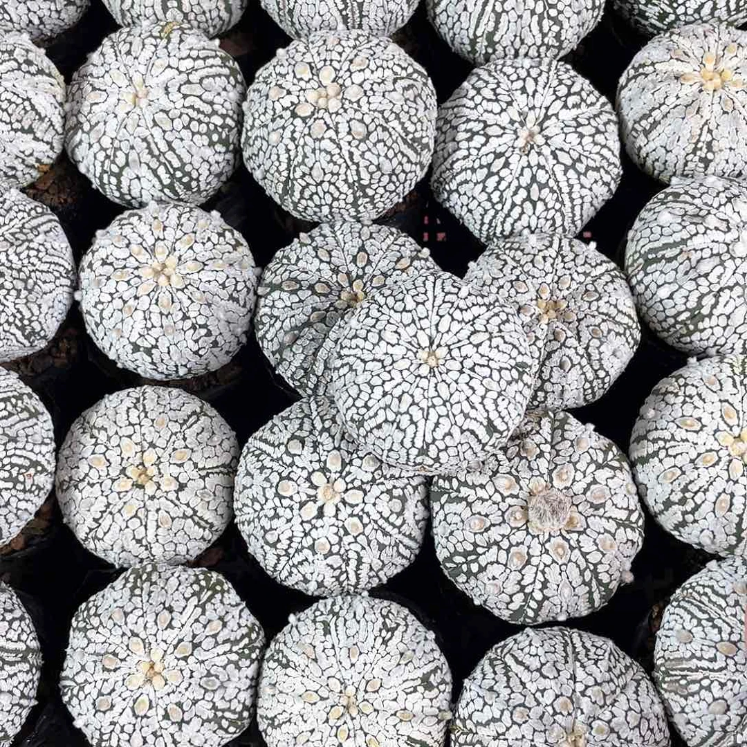 4.5cm实生特浓白兜1颗