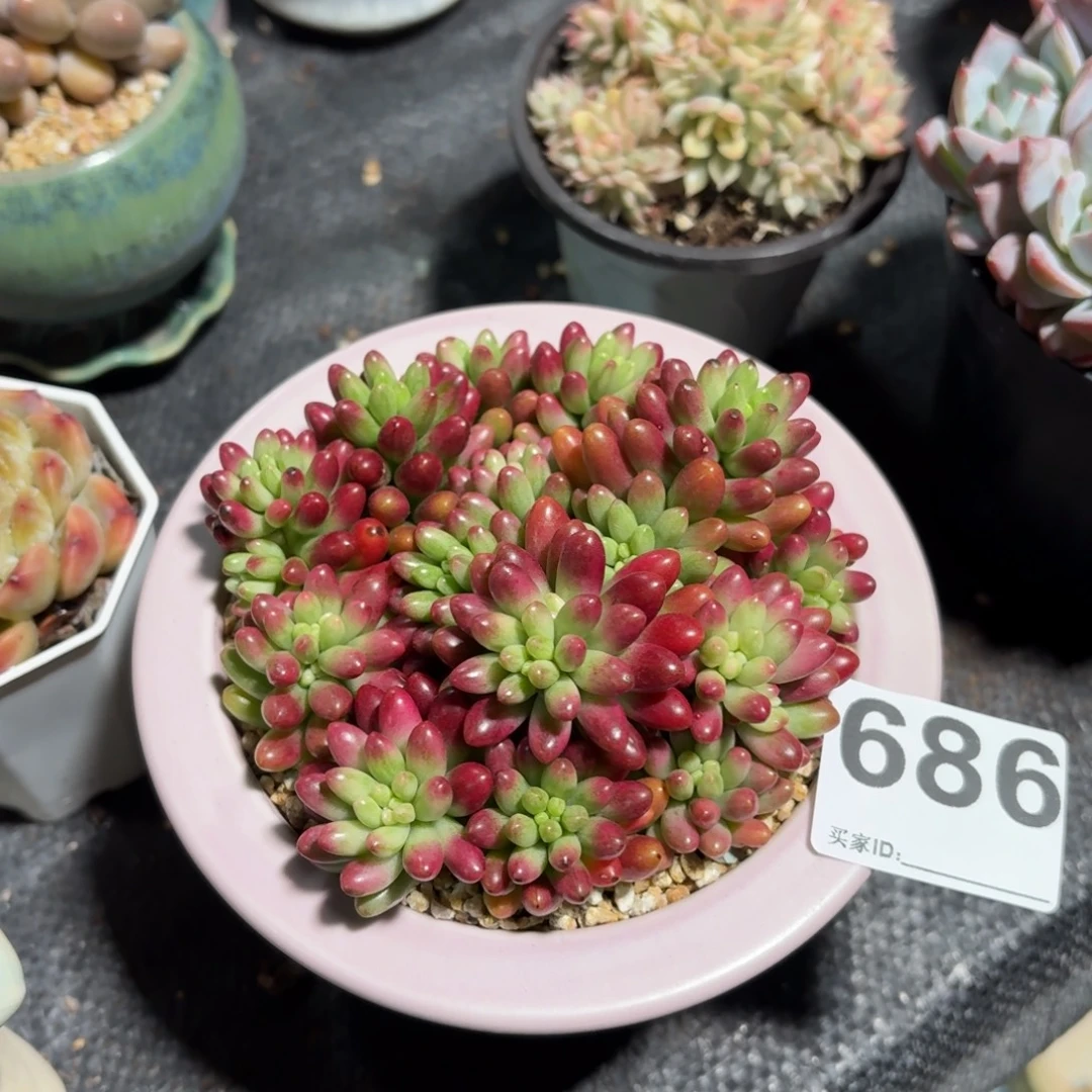 张***)虹之玉锦多肉带盆发货686