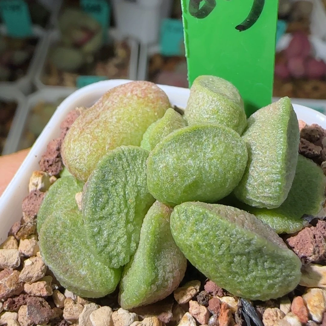 编号603底叶插，四方盆发