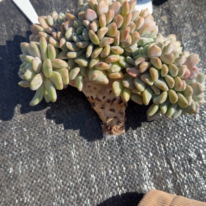 原***呀一物一拍冰橙树缀47