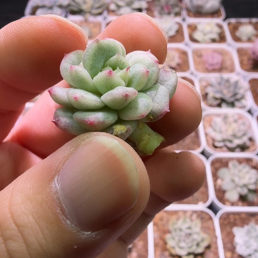 珍妮锦植物一物一拍