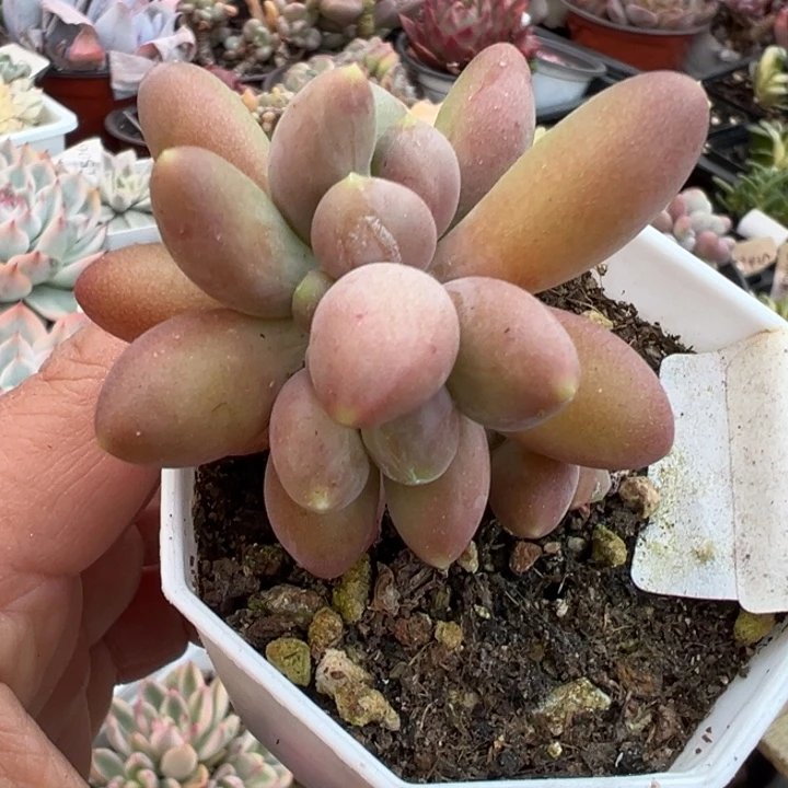 芒果奶缀多肉植物2344