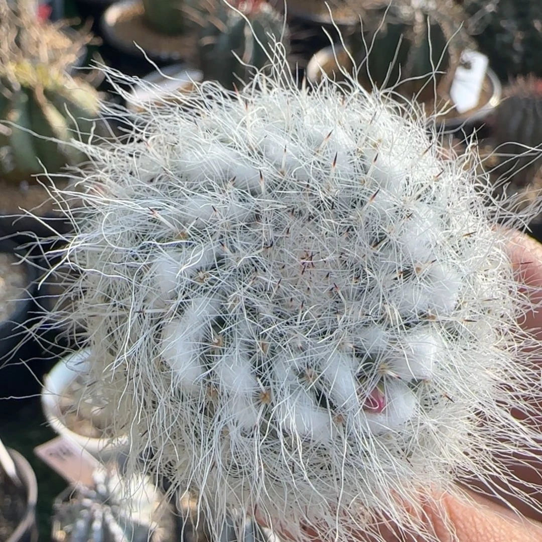 99实生 乳突111111