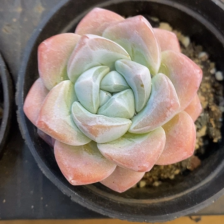 单头冰玉 到手两颗