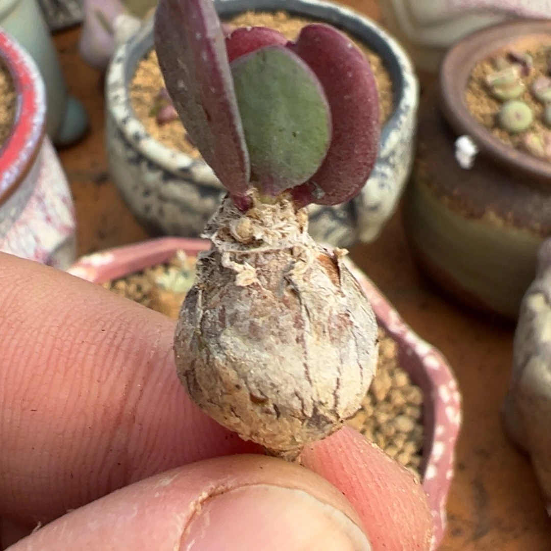 量拍恩特美厚敦菊一颗