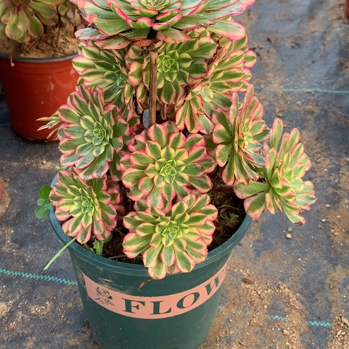 576祝融多肉植物特价
