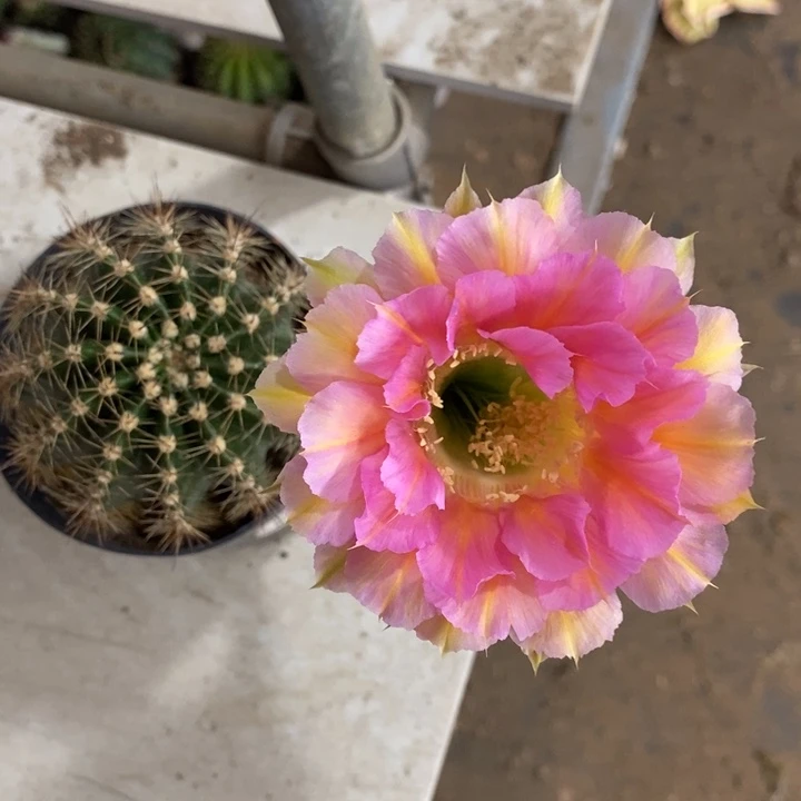 彩草自根15随机发货一个小个