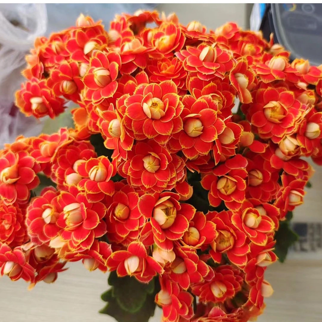 【金狐狸】重瓣大花长寿花