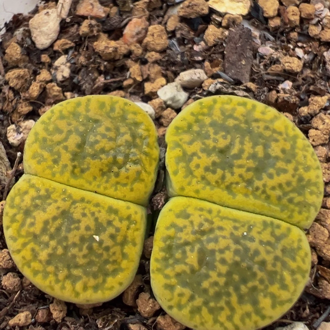 69多肉植物百科植物