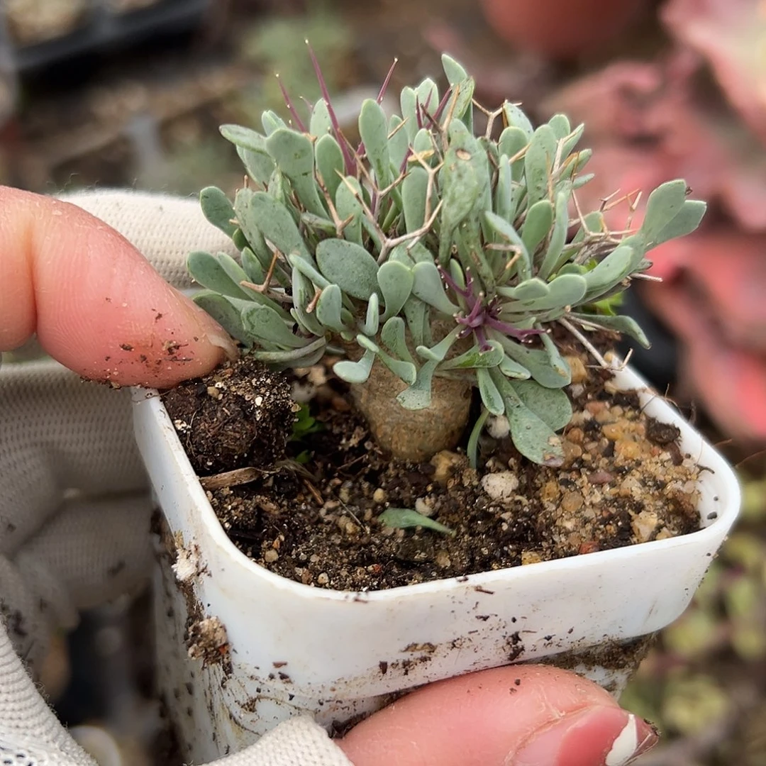 多肉植物黑魔殿块根