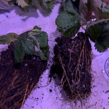 无花朵雪宝扦插种苗。小。介意勿拍