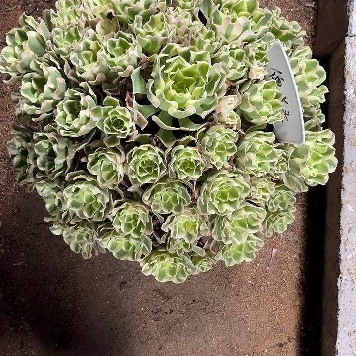 多肉植物寄养发货锦……