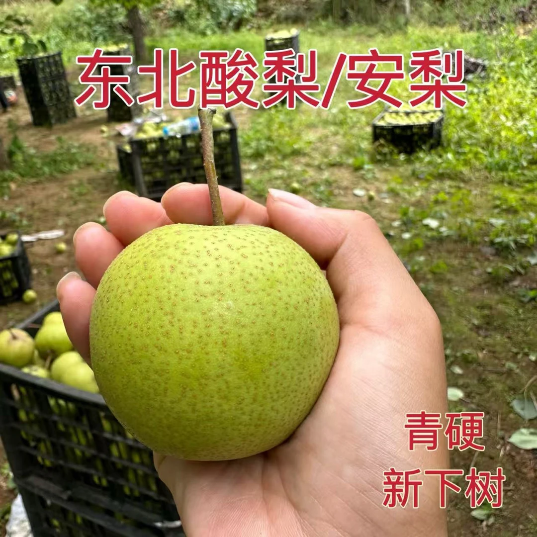 正宗东北青硬安梨酸梨 新下树 青硬 可熬梨水 可做冻梨 辽宁特产