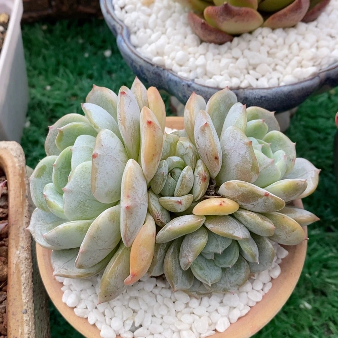 劳林多肉植物盆栽